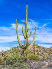 Saguaro National Park Fine Art Landscape Nature Photography Organ Pipe Cacti! Big Saguaro Cactus American Southwest Desert Fuji GFX100 Elliot McGucken Fine Art Medium Format Photography! Tuscon Arizona Desert Cacti Fuji GFX 100 & Fujifilm Fujinon GF Lens!