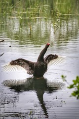 Black swan - Zwarte zwaan - cygne noir - cigno nero - schwarze schwan