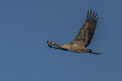 Grou-comum | Common Crane (Grus grus)