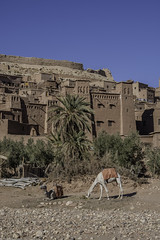 Maroc / Région Aït-ben-Haddou آيت بن حدّو