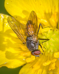 Diptera: Brachycera: Muscidae