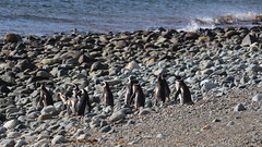 Los Pingüinos Natural Monument, Chile