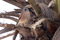 Falcons - Falconidae - Falken