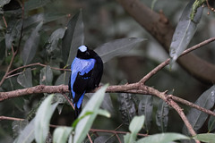Asian Fairy-bluebird 
