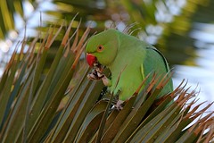 Parrots - Psittacidae - Papageien