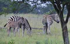 South Africa, Safaris