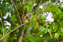 Indomalayan Birds