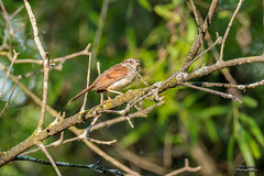 BIRDS - Swamp Sparrow