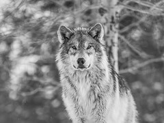 Montana Wolves Grey Wolf Wolfpack Fuji GFX100 Montana Winter Fine Art Landscape Wildlife Photography! Elliot McGucken Fine Art American West Photography! Fujifilm GFX 100 & Fujinon FUJIFILM GF 250mm f/4 R LM OIS WR Lens