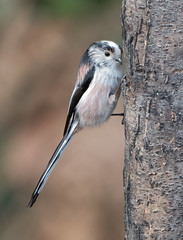 Long-tailed tit   