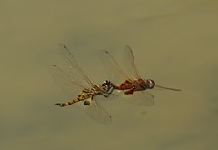 Dragonflies of The Maldives