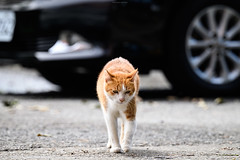 STRAY CATS_街貓