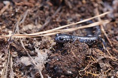 2-2-2024 Savannah Slimy Salamander (Plethodon savannah)- Unconfirmed