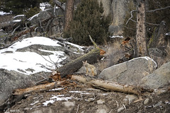 2024-Jan 18-24 Yellowstone Winter with Teton Photography Club
