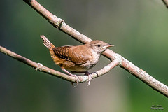 BIRDS - Sedge Wren