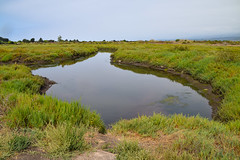 Carpinteria Salt Marsh Reserve