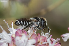 Megachile rotundata