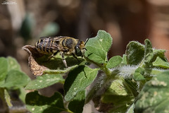 Megachile argentata