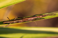Southern Two-striped Walkingstick Pair (1)