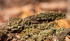 Lichen, Moss , Fern & Fungi 2024