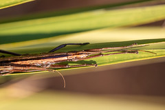 Southern Two-striped Walkingstick Pair (3)