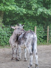Donkey- Ezel - âne - Assino - Esel - Burro