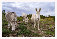 Donkeys-Equus asinus