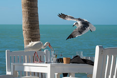 Florida Keys Trip February 2024