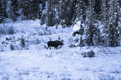 Winter Snow Moose Forest Sony Alpha 1 Colorado Kebler Pass Fine Art Landscape Nature Wildlife Photography! 45EPIC Dr. Elliot McGucken Master Fine Art Photography CO Fine ArSony A1