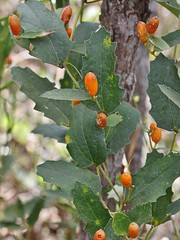 CUCURBITACEAE - Cayaponia weddellii