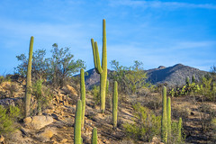 Giant Saguaro Cacti Tucson Arizona Saguaro National Park American Southwest Sony Alpha 1 Fine Art Landscape Nature Photography! ! 45EPIC Dr. Elliot McGucken Master Fine Art Photography Sony A1