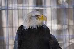 male Bald eagle