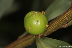 Trichilogaster acaciaelongifoliae