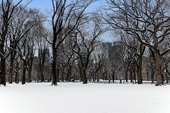 Central Park 2-13-24