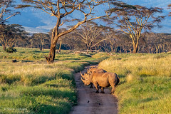 Kenya Conservation Safari-2024