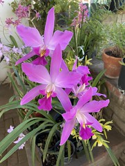 Laelia orchids