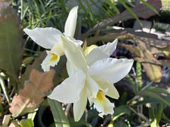 Laelia orchids