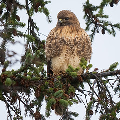 Red-tailed Hawks Comox Airport