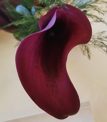 Effleure émoi - femme fleur pour profil averti (profil modéré)