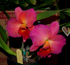 2024 pacific orchid exposition