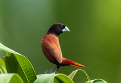 Animals and birds of the Philippines