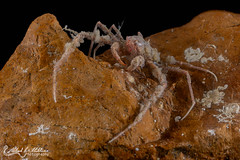 Inachidae (Spider Crabs)