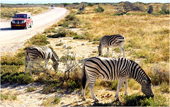 Le parc national d'Etosha (Namibie)