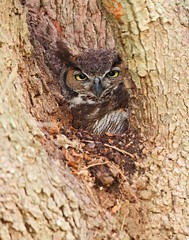 2024 Brazos Bend Owl Nest