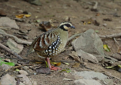 Pheasants ,Partridges, Quail and Junglefowl