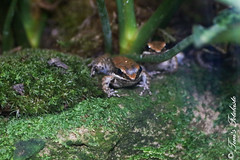Schwarzseitenfrosch (Sylvirana nigrovittata)