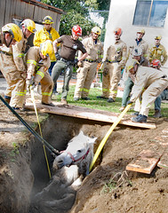LAFD Crews Rescue 'Lucky' Horse From Lake View Terrace Sinkhole