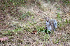 10-11-2023 Eastern Gray Squirrel (Sciurus carolinensis) With Acorns