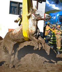 LAFD Crews Rescue 'Lucky' Horse From Lake View Terrace Sinkhole