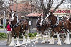2024 Budweiser Clydesdales